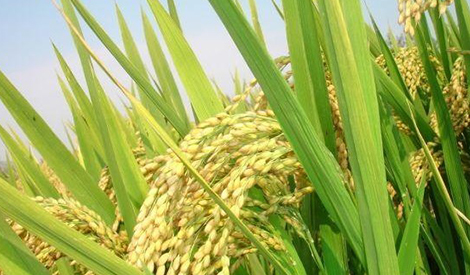 海德龙携手日本杰康株式会社举行五常水稻生产技术交流会