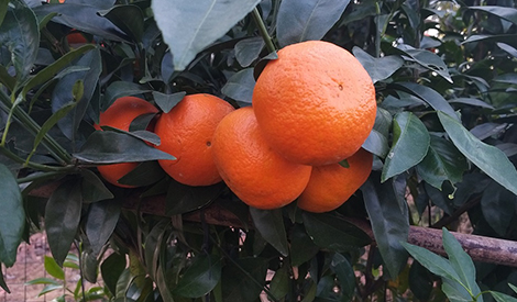 Effect of Meister and HB-101 on Citrus