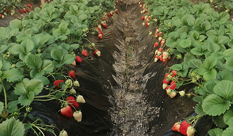 Effect of Meister (Compound Fertilizer) on Strawberry 1