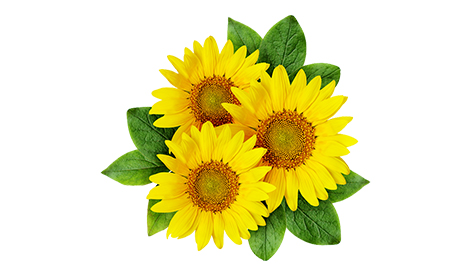Effect of Meister on Sunflower