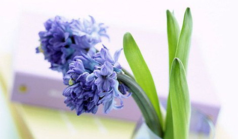 Effect of HB-101 on Hyacinth