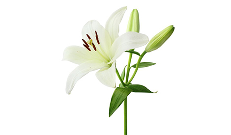Effect of Seaforce​ on Lily