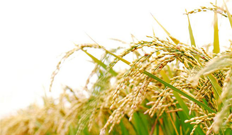 Effect of HB-101 on Rice