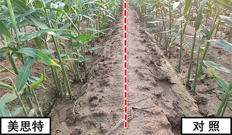 河北大姜培土不喂肥，茎秆粗壮、出芽还多，怎么做到的？