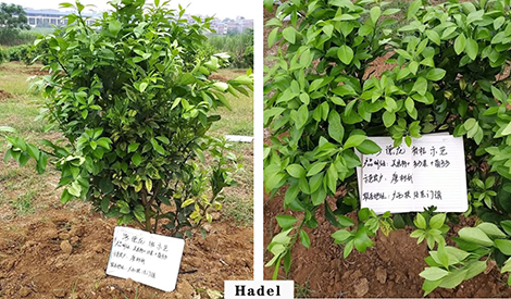 Effect of Haidel Nutrition Program and Liwan on Citrus