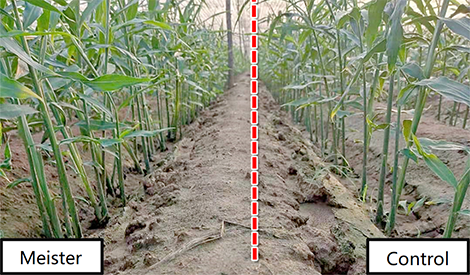 Ginger - keeping growth during earthing-up without applying fertilizers?
