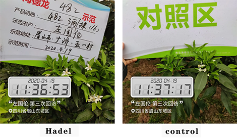 Effect of Meister (Compound Fertilizer)+ Liquamagbio + Tianzhiyang 482 on Citrus