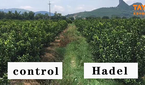 Effect of Meister on Citrus,Promote flower buds and restore tree vigor