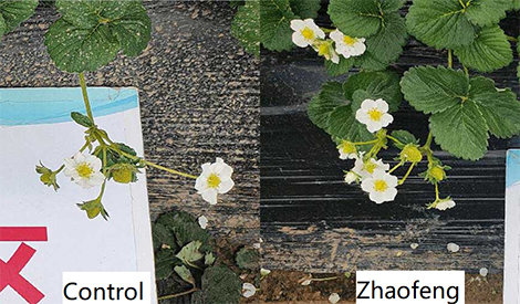 Pollination is the key for strawberries’ flower&fruit period: how to improve bees’ working efficiency?
