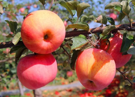 苹果底肥不简单，如何选、怎么施才能发挥最大肥效？
